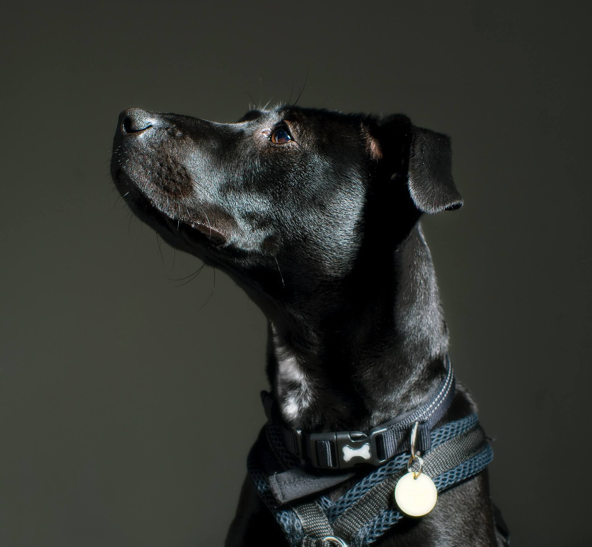 black dog with collar